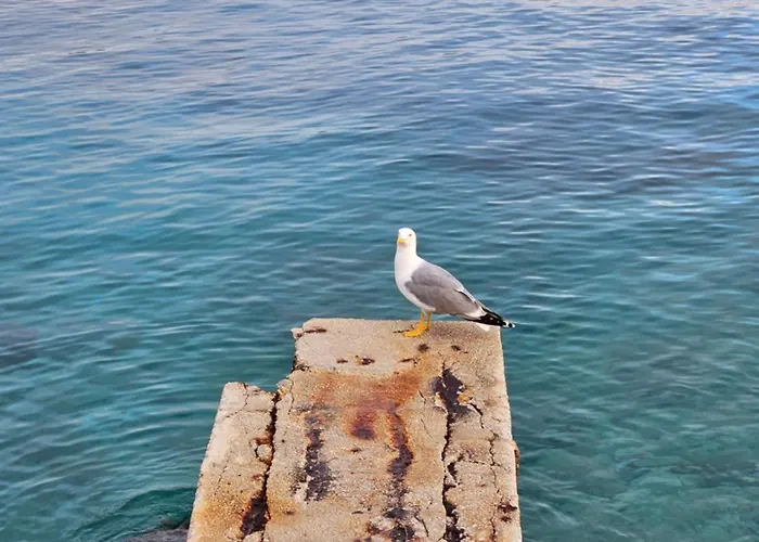 Zorka 2 Appartement *